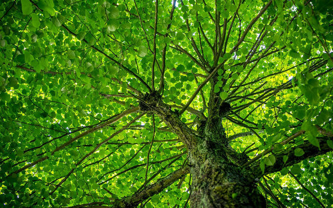Baum/Natur (Symbolbild) (Foto: Leonhard Niederwimmer/Pixabay)