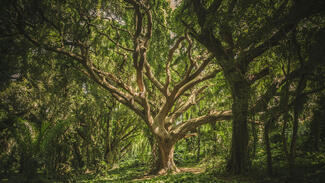 Wald (Symbolbild) (Foto: Pexels/veeterzy) Wald (Symbolbild) (Foto: Pexels/veeterzy)