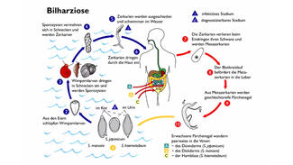 Video "Detektivarbeit am Krankenbett"