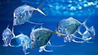 Schwarmverhalten der Fische (Foto: Aquarium Berlin)