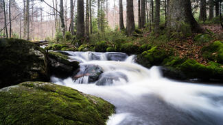 Wald (Foto: Till Macher)