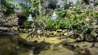 Lebensraum Mangrove im Tierpark Hellabrunn (Foto: Marc Müller)