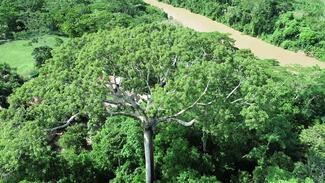 Kaokbaum in der Forschungsstation Panguana (Video)